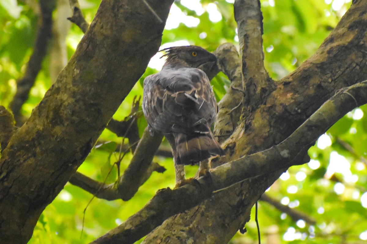 Changeable Hawk-Eagle - ML638000682