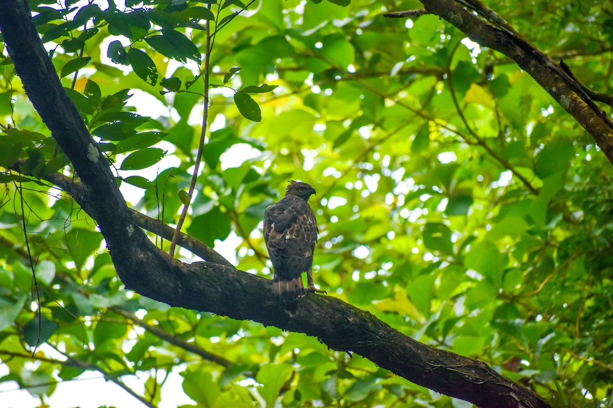 Changeable Hawk-Eagle - ML638000683