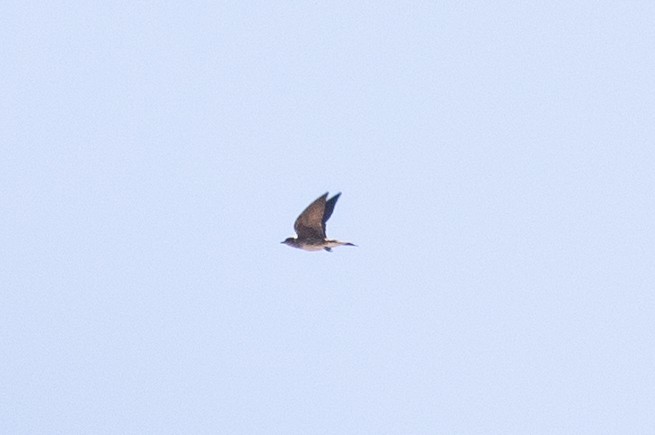 Purple Martin (hesperia) - ML638000754