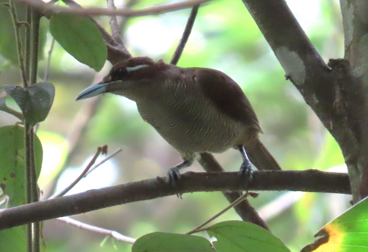 Magnificent Bird-of-Paradise - ML638000761