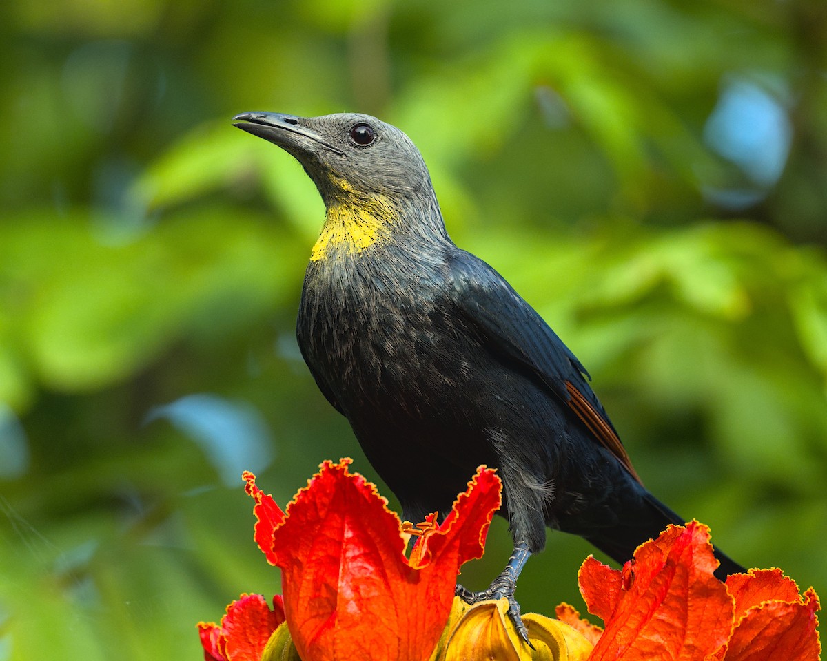 Red-winged Starling - ML638000762