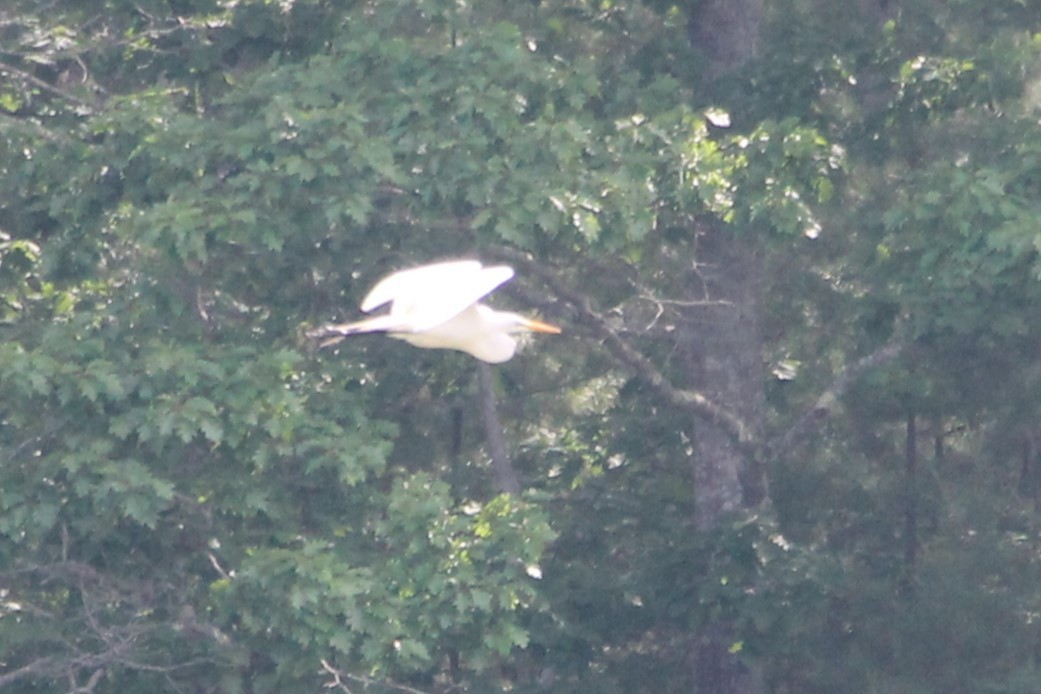 Great Egret - ML638000777