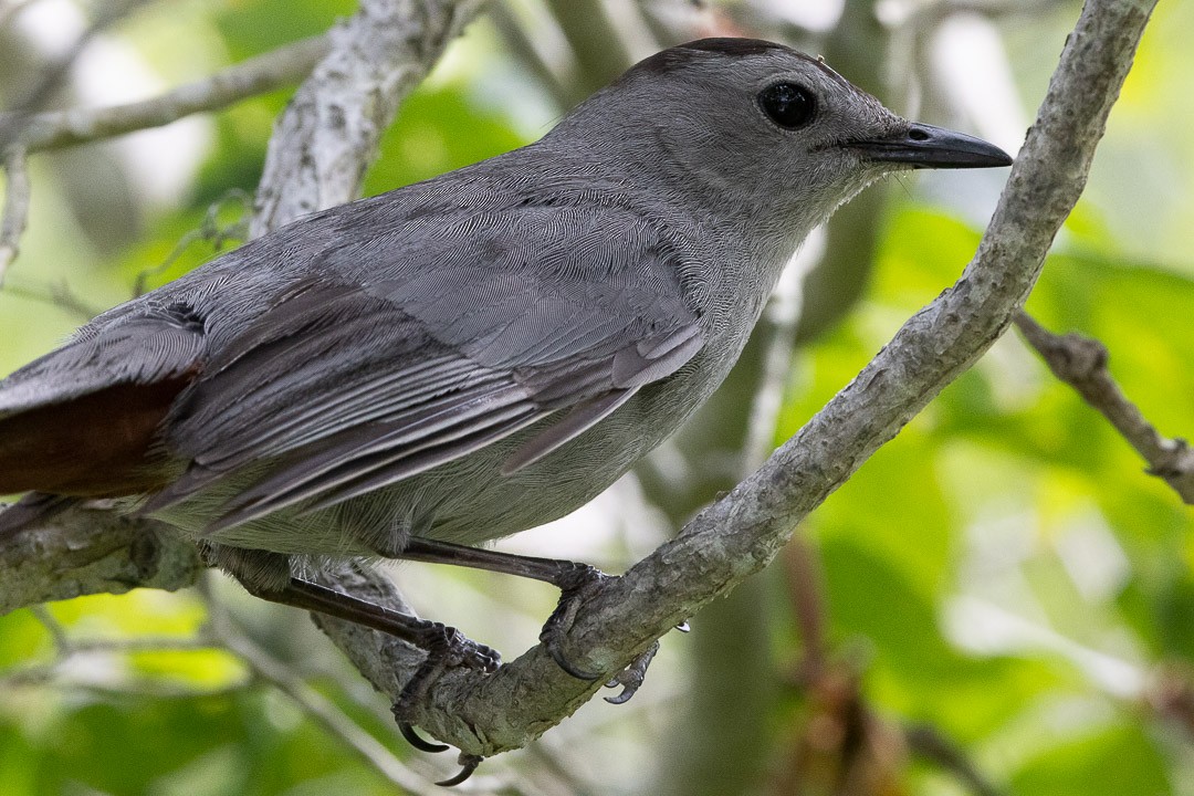 Gray Catbird - ML638000783