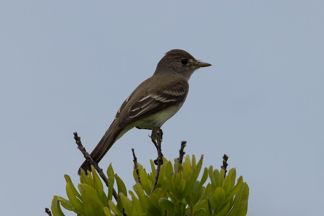 Willow Flycatcher - ML638000803