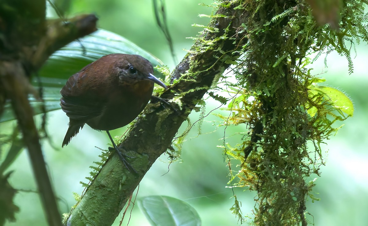 South American Leaftosser (Dusky) - ML638000850