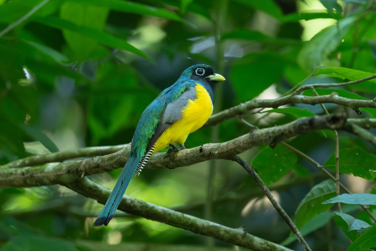Northern Black-throated Trogon - ML638000860