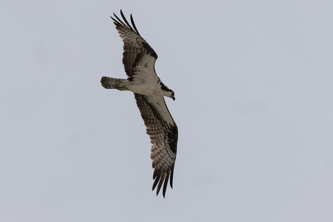 Osprey - ML638000917