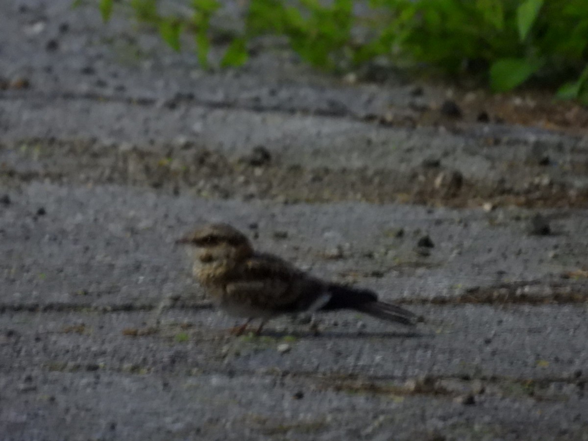 White-tailed Nightjar - ML638000920