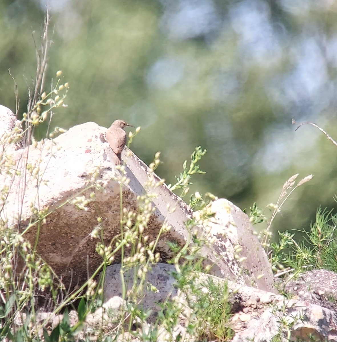 Rock Wren - ML638000933
