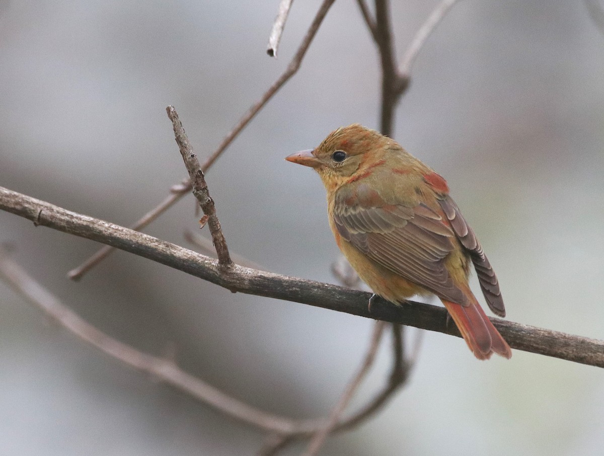 Summer Tanager - ML638000966