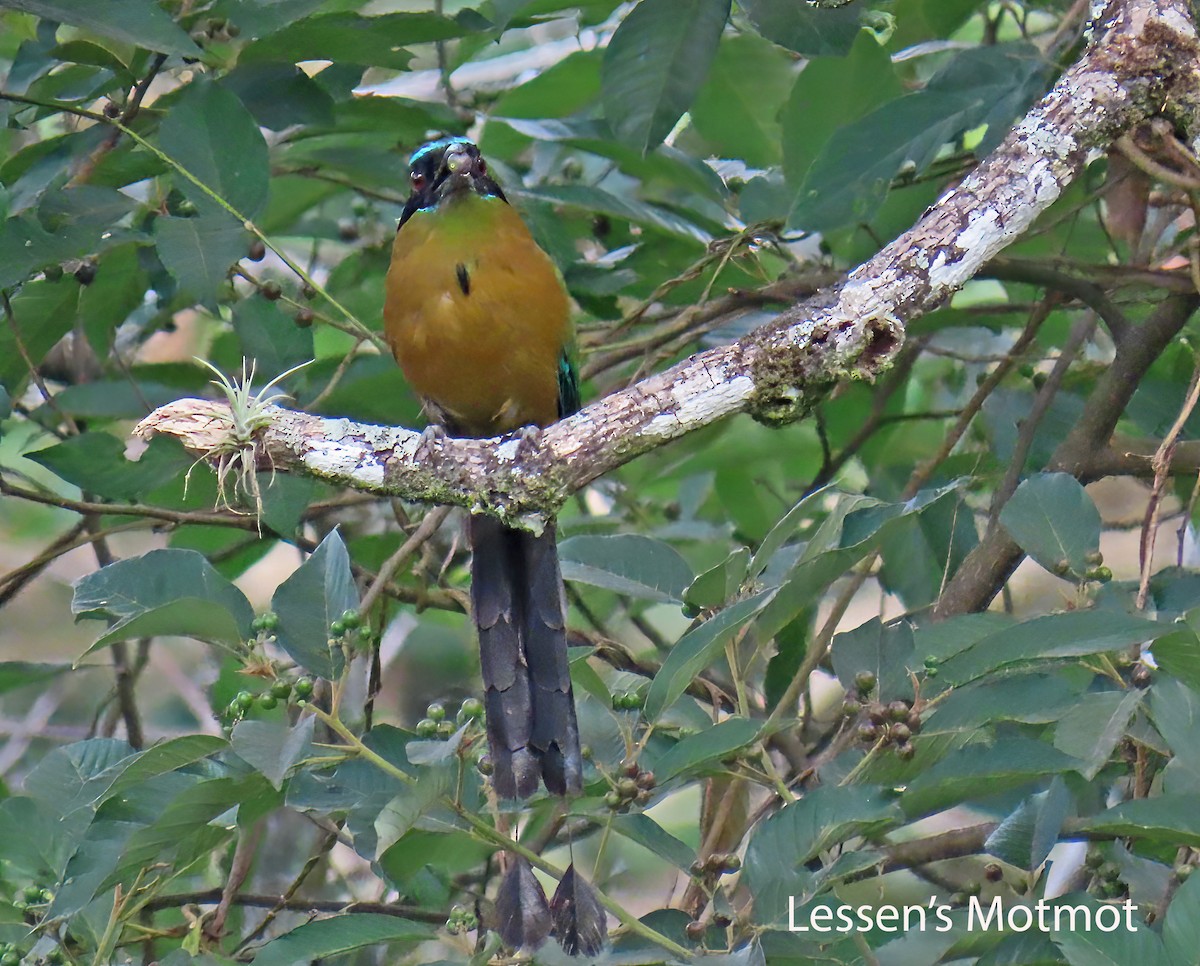 Lesson's Motmot - ML638000967
