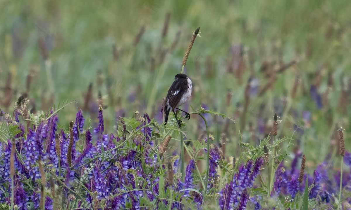 African Stonechat (African) - ML638000973
