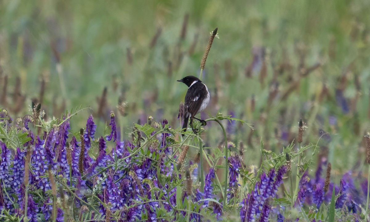 African Stonechat (African) - ML638000974