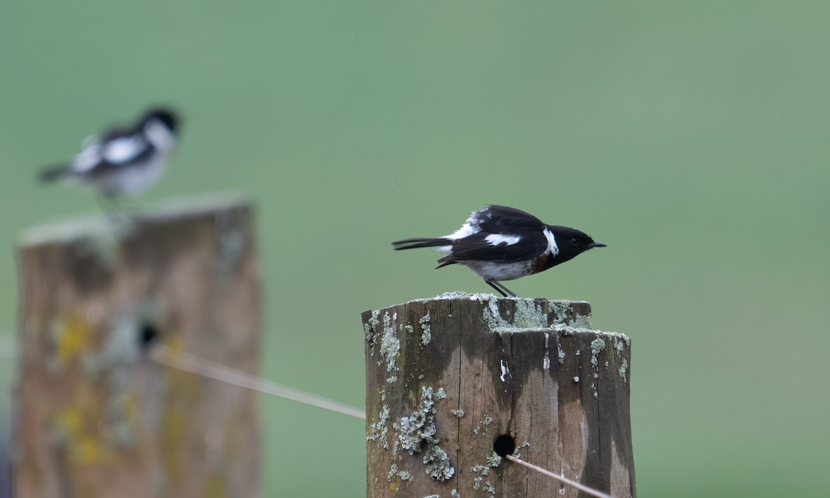 African Stonechat (African) - ML638000979
