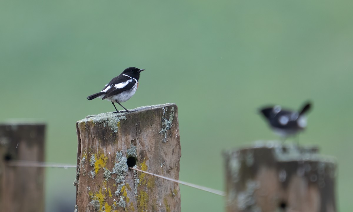 African Stonechat (African) - ML638000981
