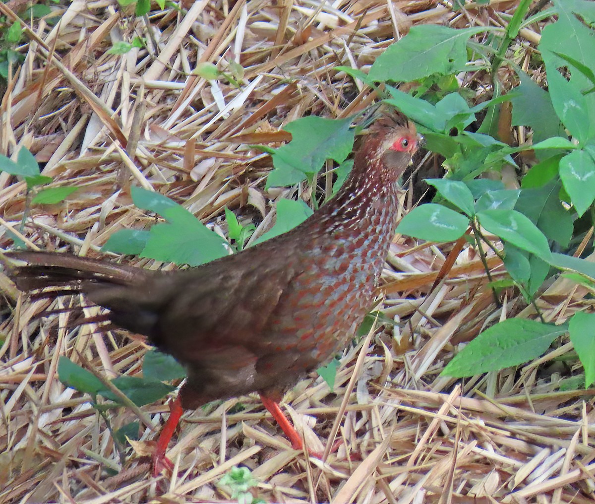 Buffy-crowned Wood-Partridge - ML638000998