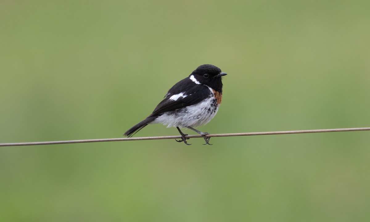 African Stonechat (African) - ML638001014