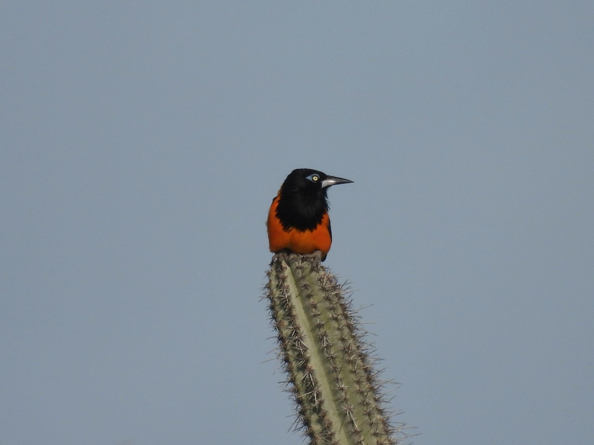 Venezuelan Troupial - ML638001039