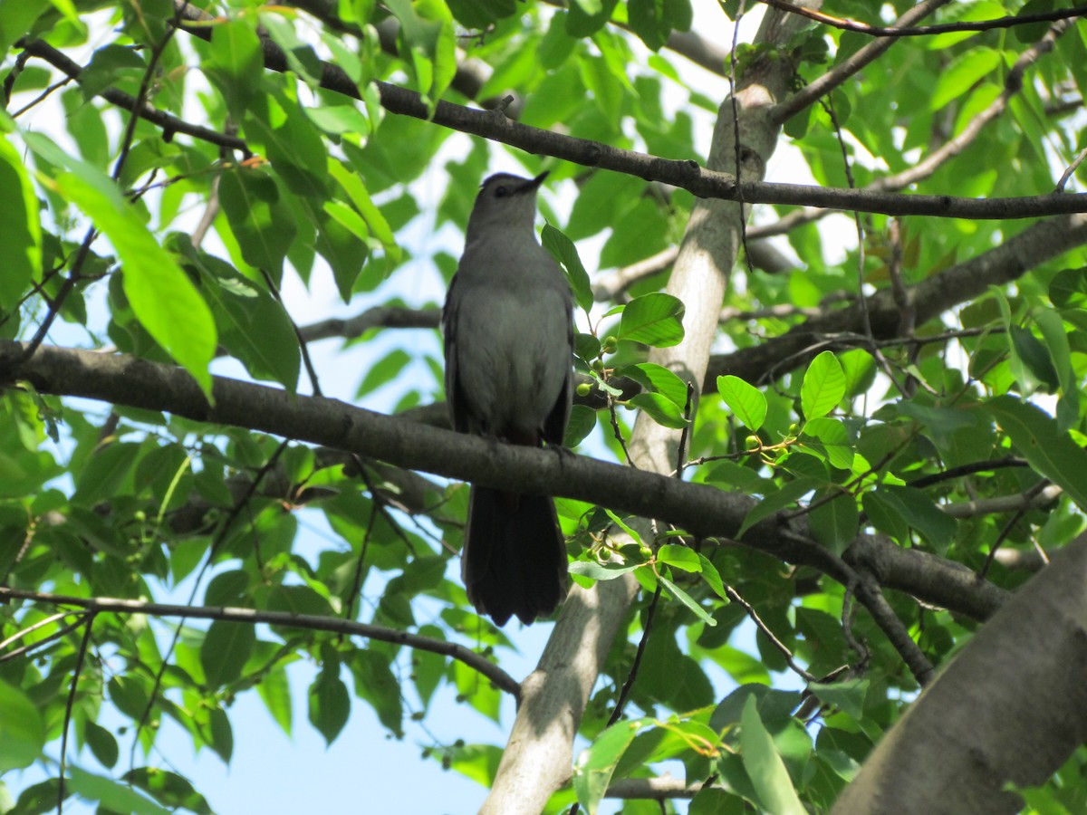 Gray Catbird - ML638001040