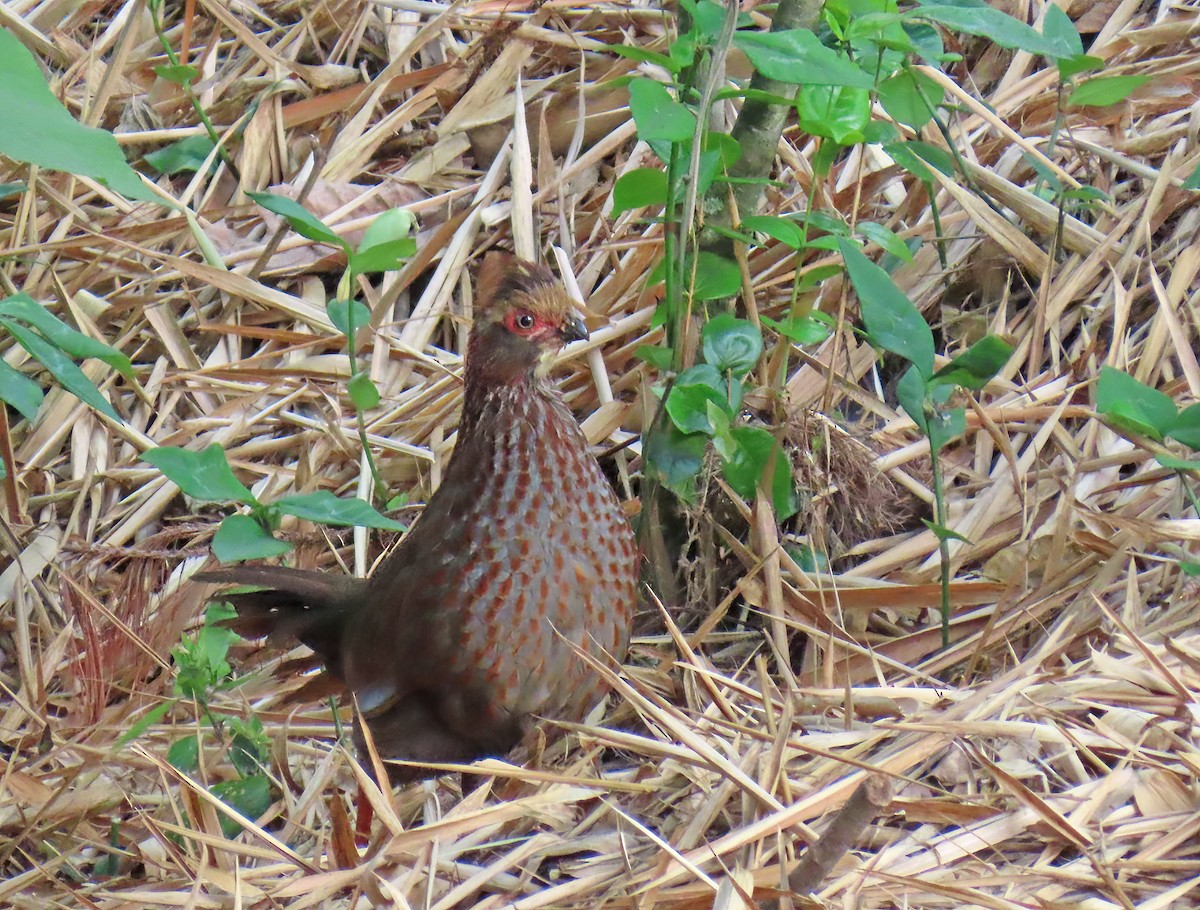 Buffy-crowned Wood-Partridge - ML638001047