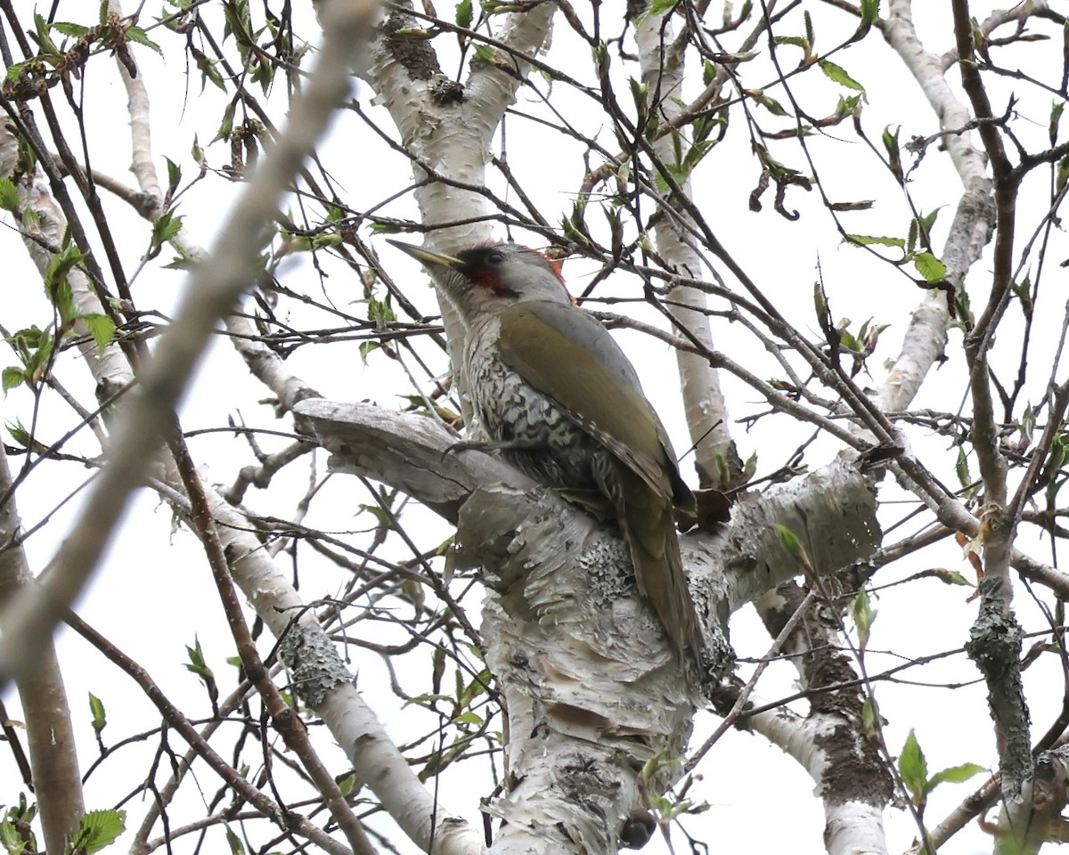 Japanese Woodpecker - ML638001048