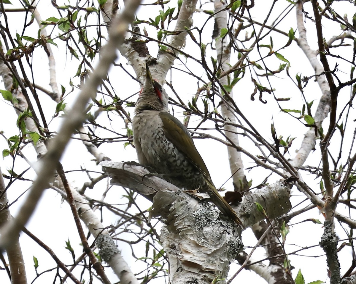 Japanese Woodpecker - ML638001049