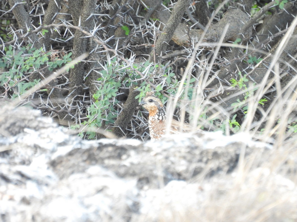 Crested Bobwhite - ML638001056