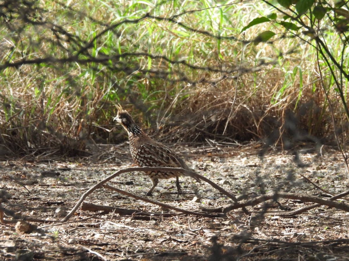 Crested Bobwhite - ML638001071