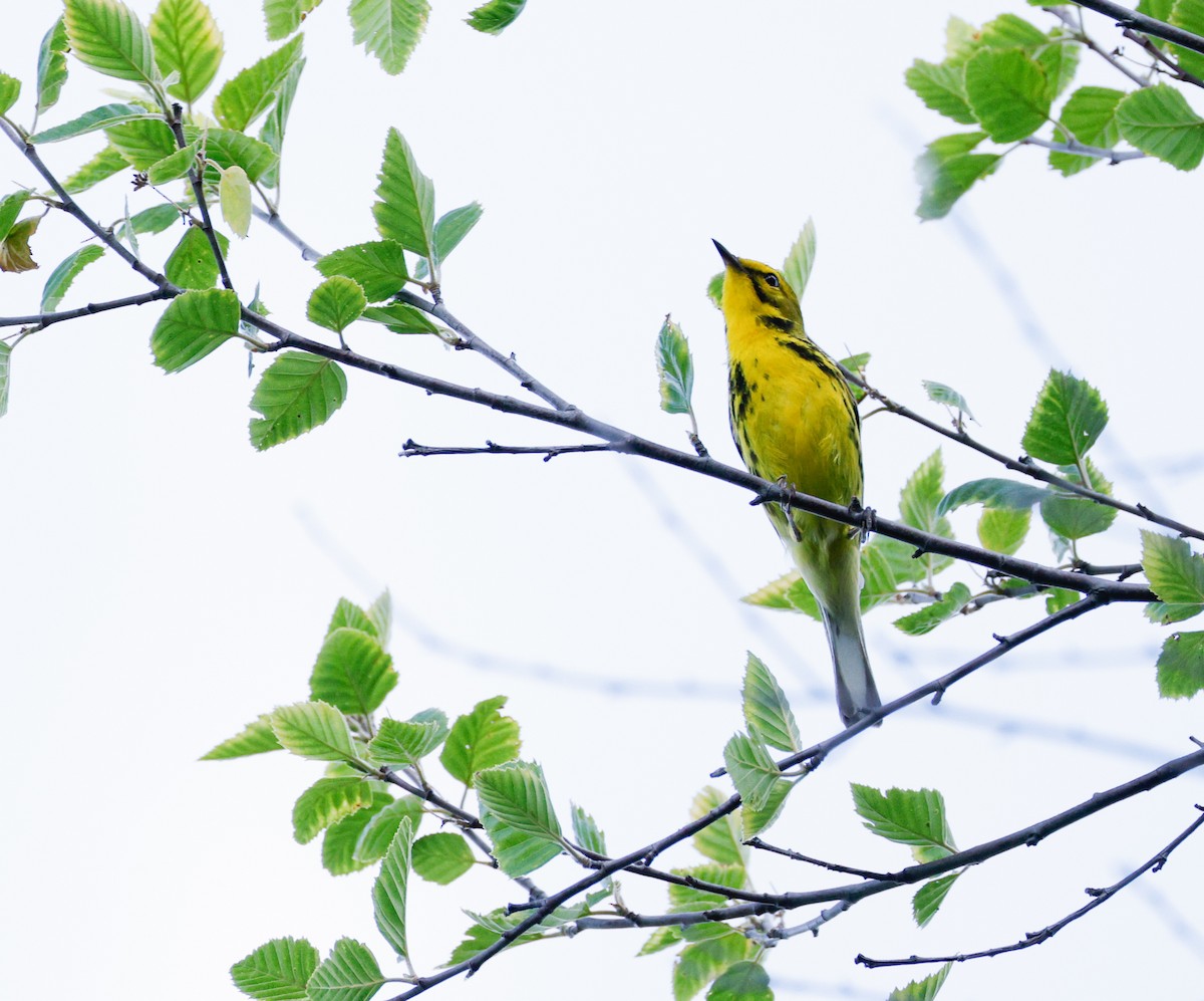 Prairie Warbler - ML638001072