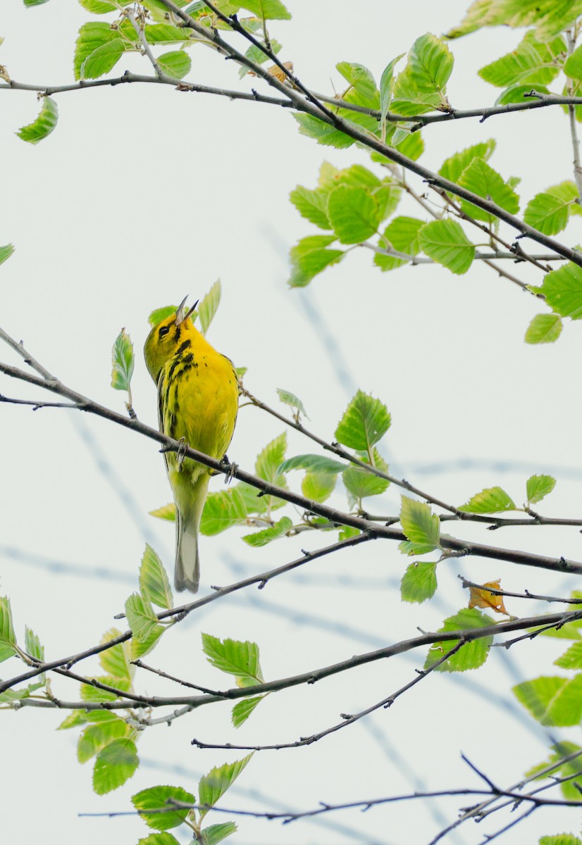 Prairie Warbler - ML638001073