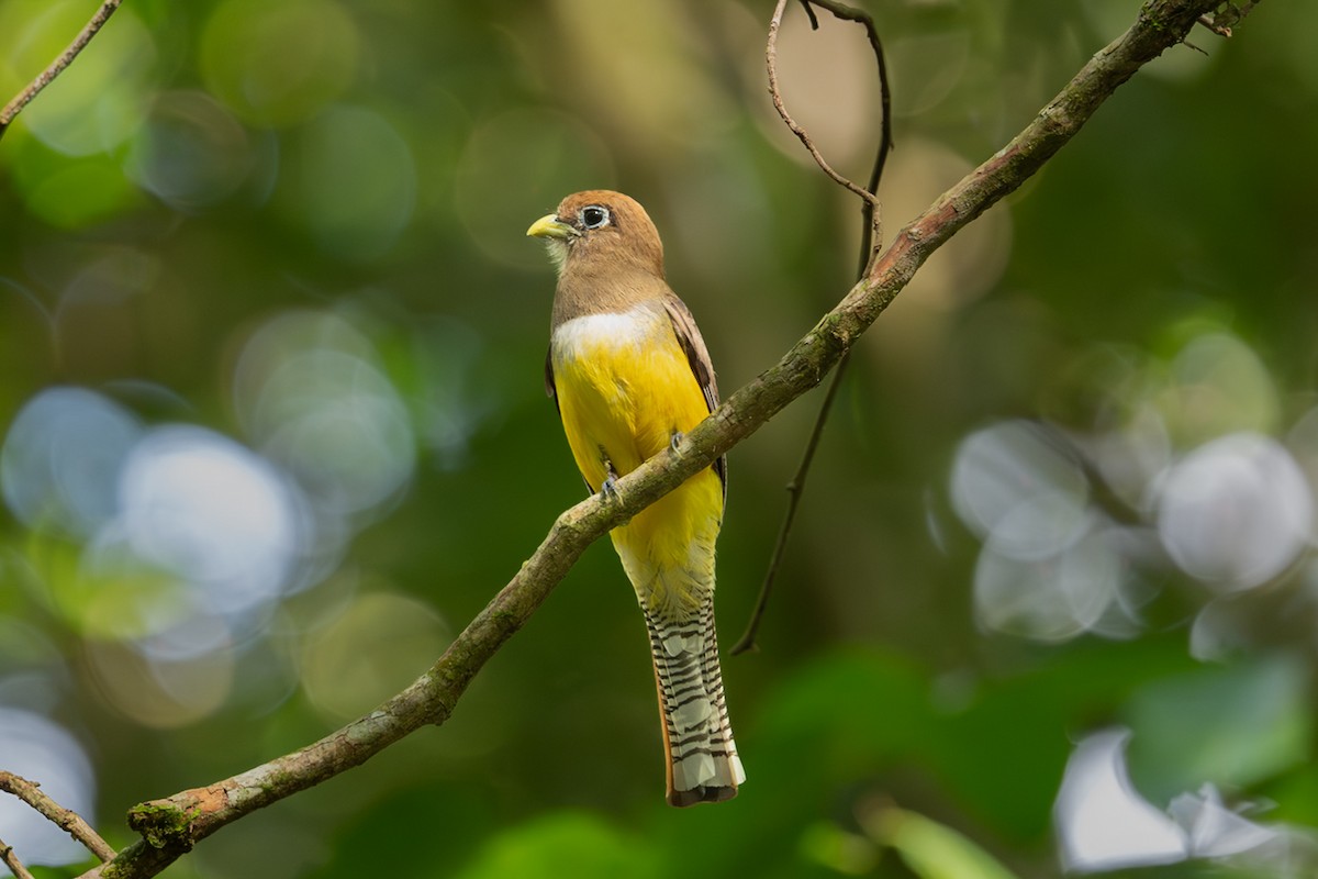 Northern Black-throated Trogon - ML638001097