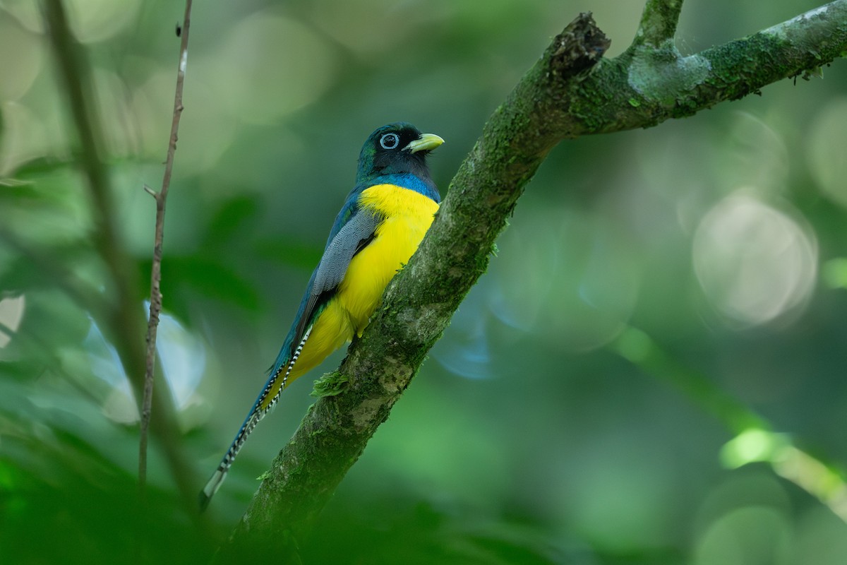 Northern Black-throated Trogon - ML638001098