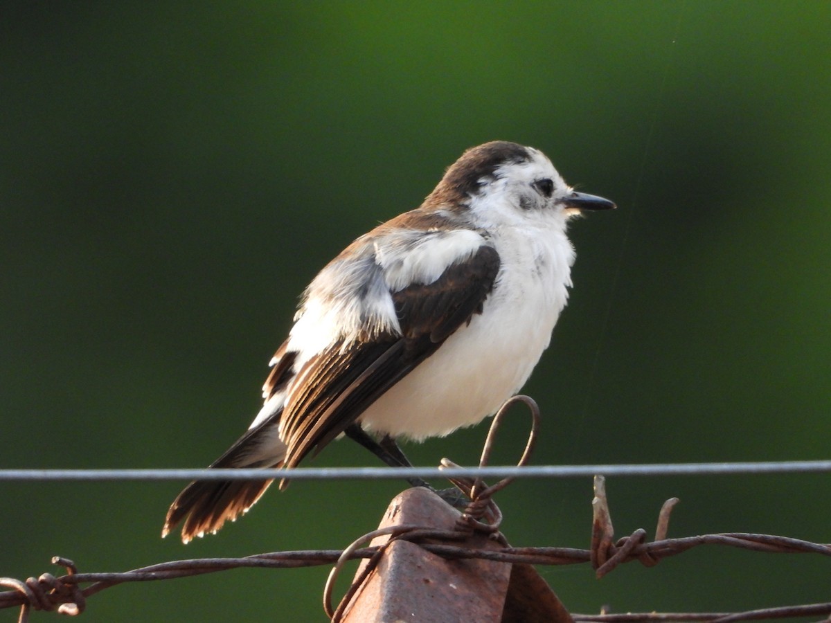 Pied Water-Tyrant - ML638001130