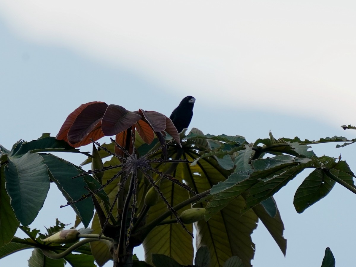 Large-billed Seed-Finch - ML638001131