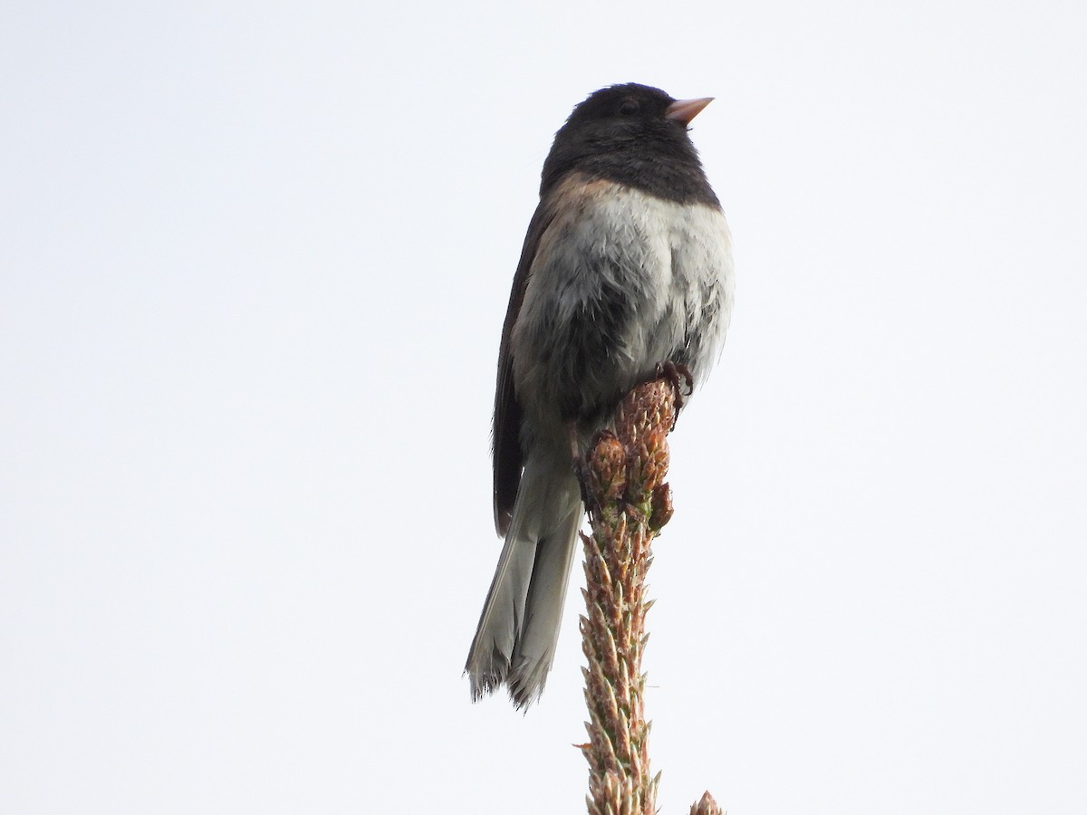 Dark-eyed Junco - ML638001182