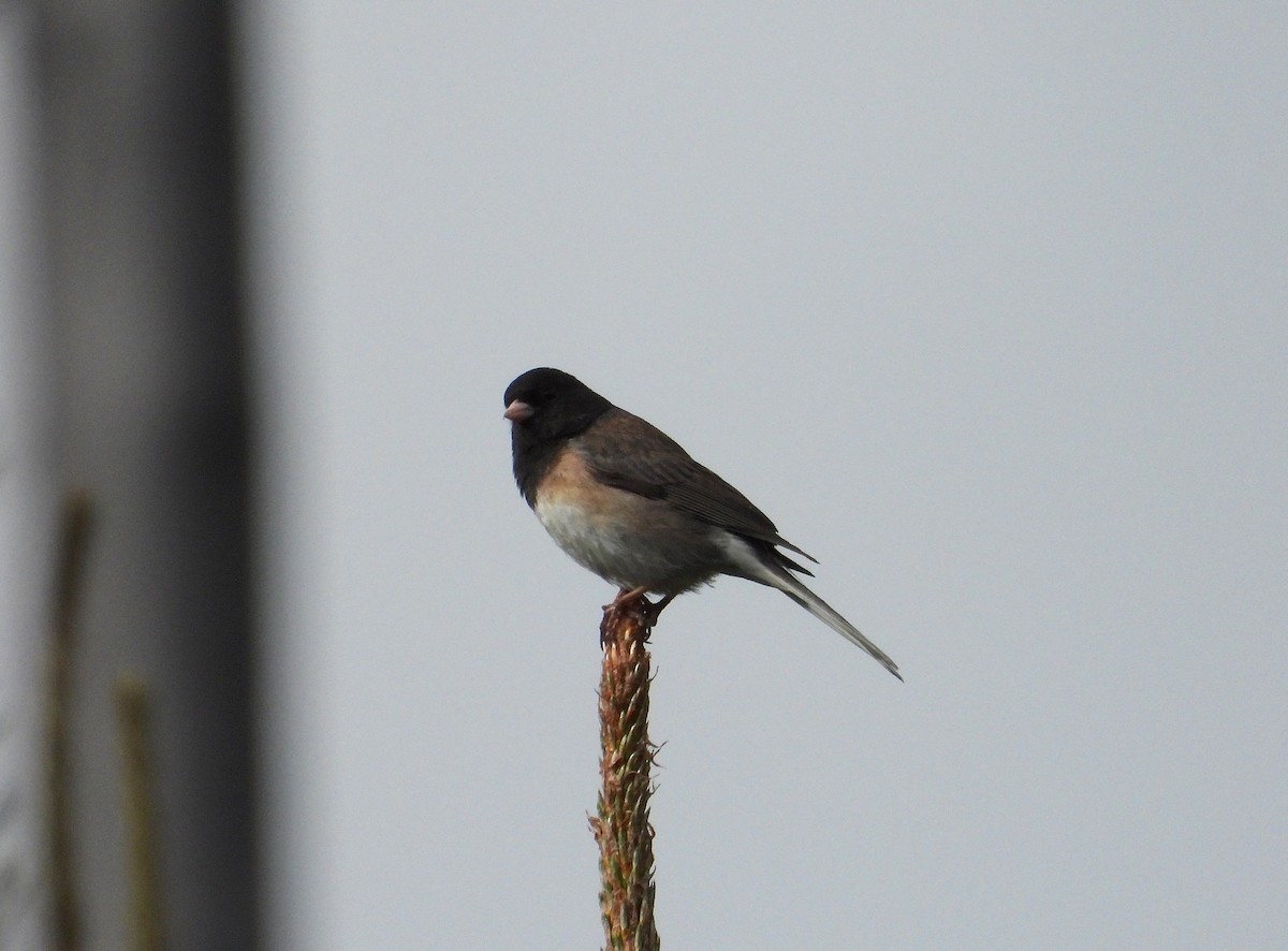 Dark-eyed Junco - ML638001186