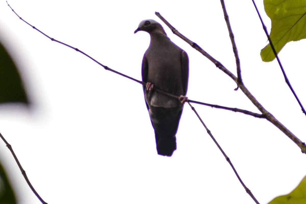 Pale-capped Pigeon - ML638001189