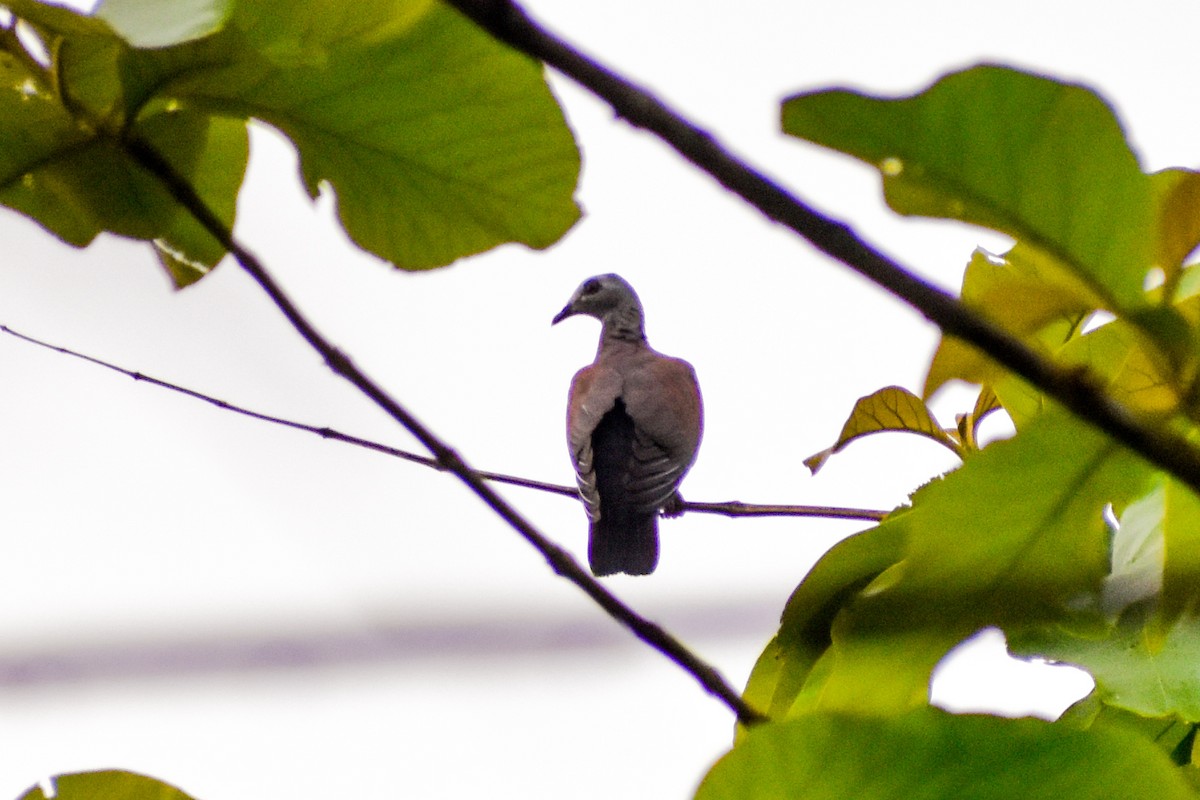 Pale-capped Pigeon - ML638001190