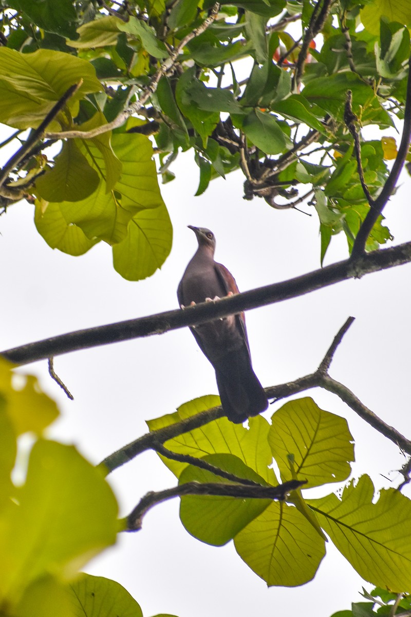 Pale-capped Pigeon - ML638001191