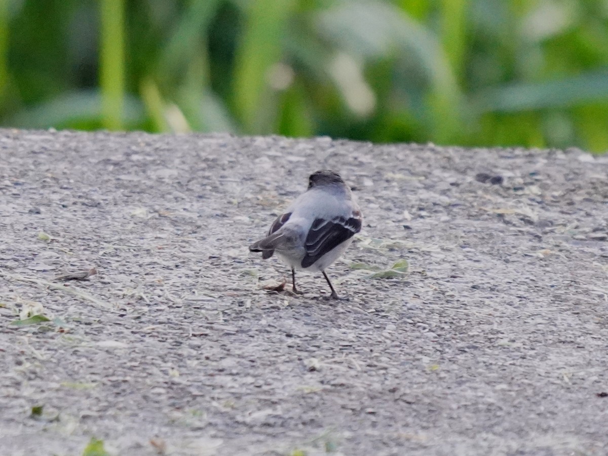 Torrent Tyrannulet - ML638001267