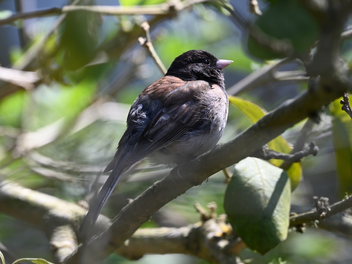 Dark-eyed Junco - ML638001269