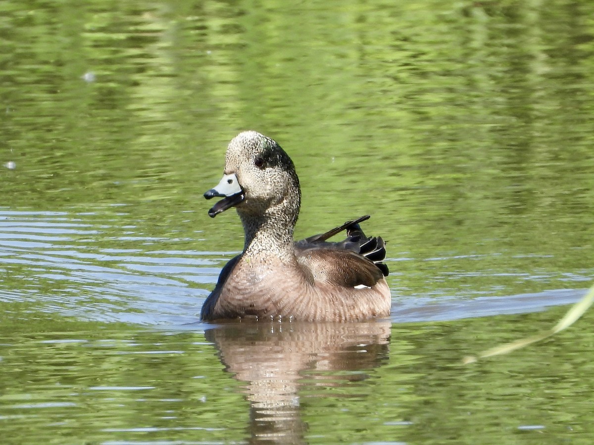 American Wigeon - ML638001378