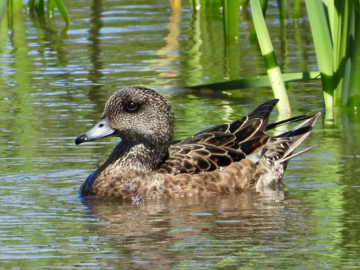 American Wigeon - ML638001379