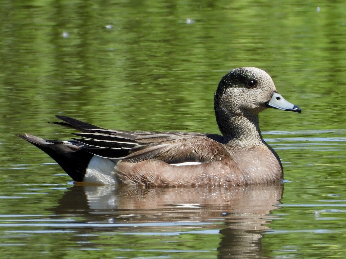 American Wigeon - ML638001380