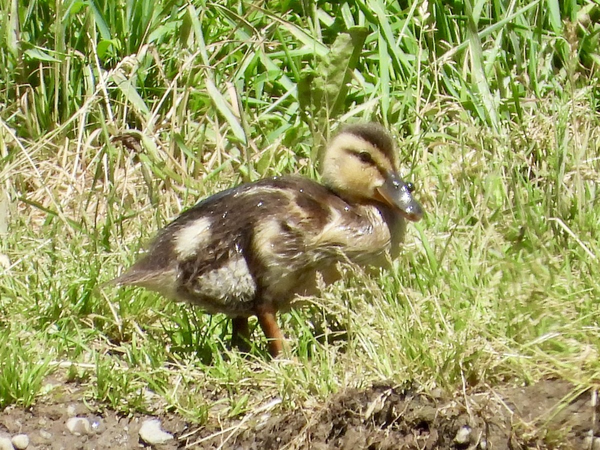 Mallard - ML638001404