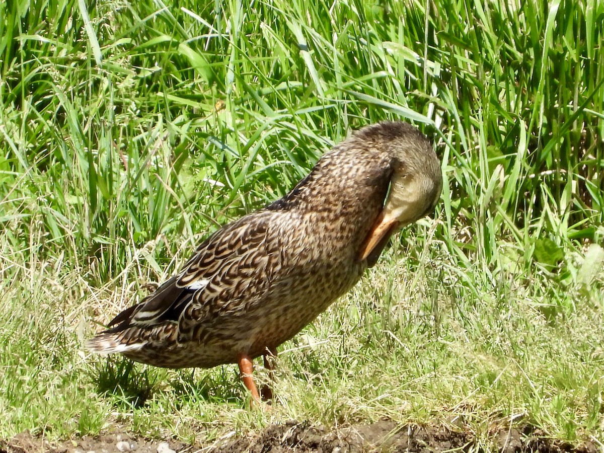 Mallard - ML638001405