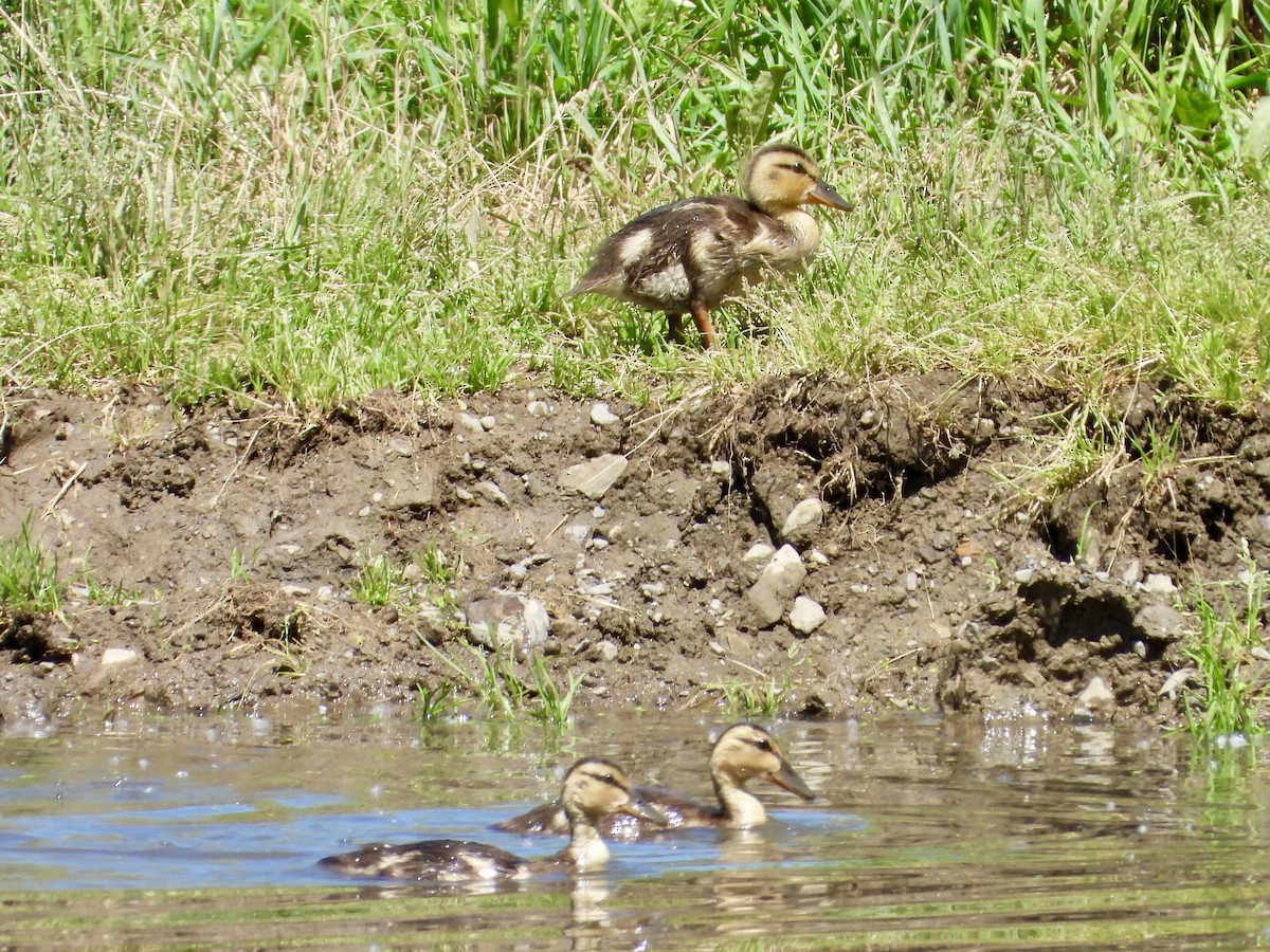 Mallard - ML638001406