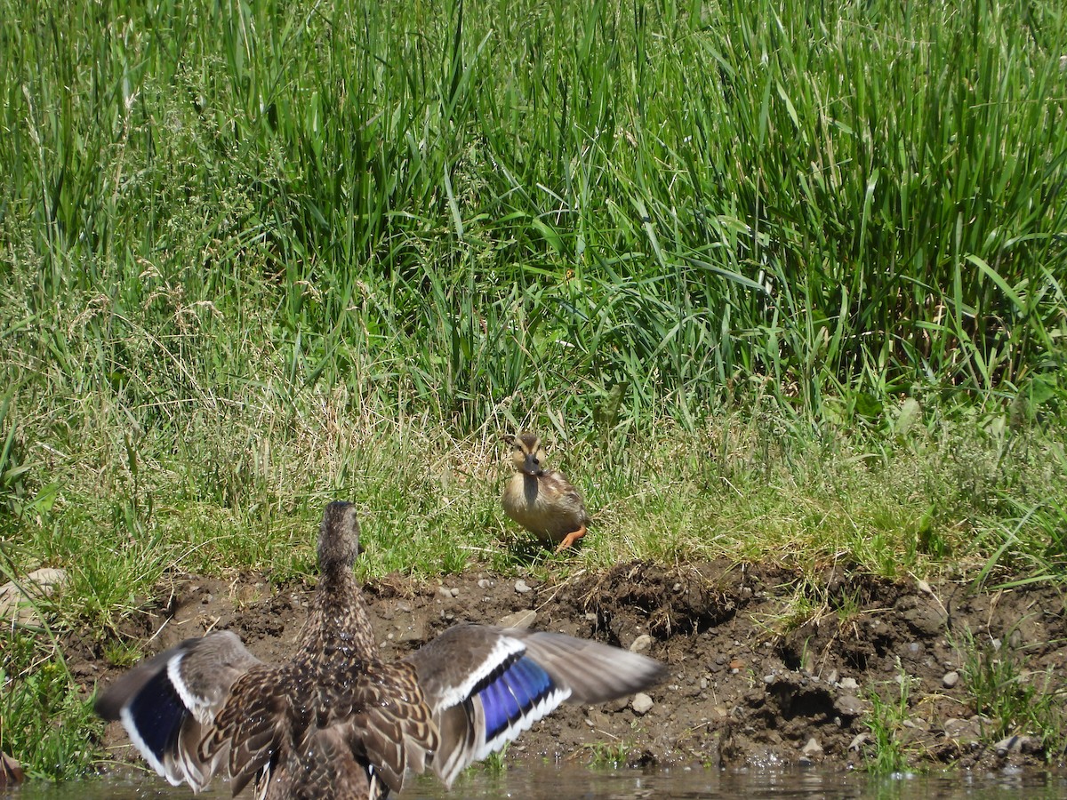 Mallard - ML638001407