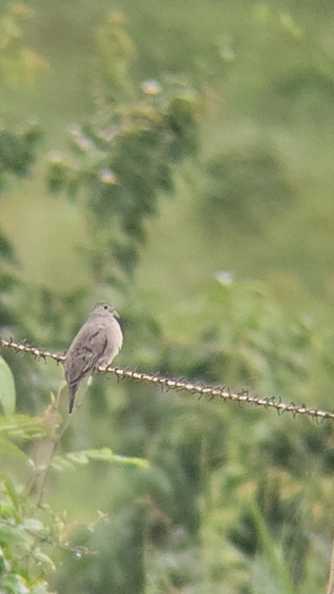 Plain-breasted Ground Dove - ML638001418