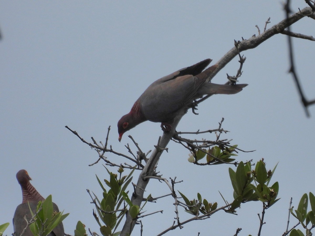 Scaly-naped Pigeon - ML638001424